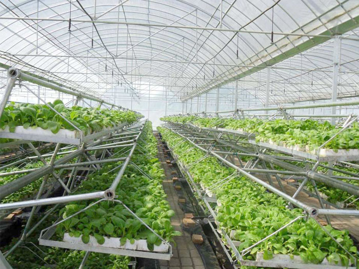 農(nóng)業(yè)溫室大棚建設(shè)